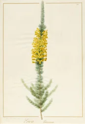 Erica Patersonia, 1813